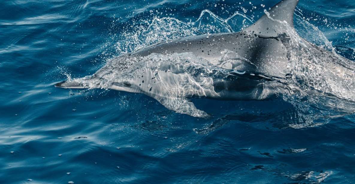 Maui: Kaanapali Wild Dolphin Sail - Included in the Tour