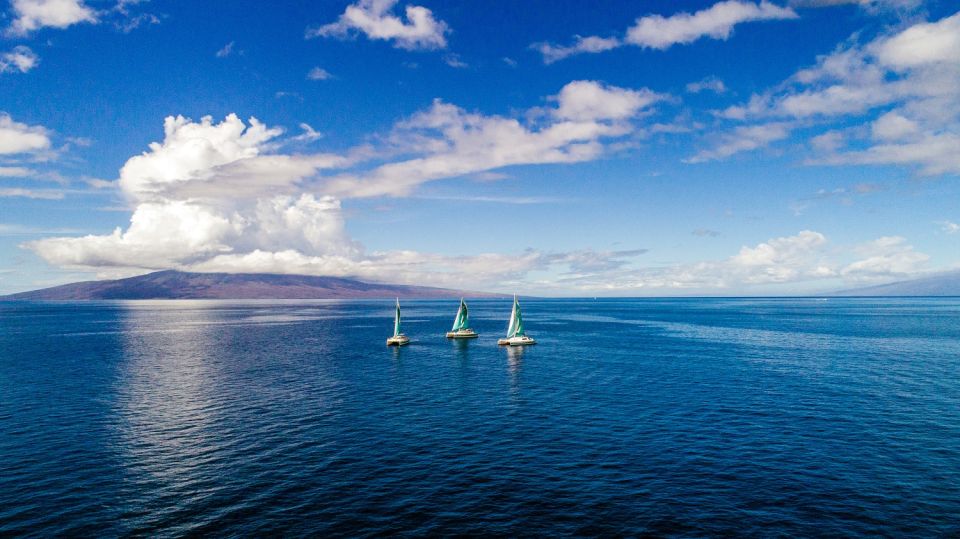 Maui: Kaanapali Wild Dolphin Sail - Onboard Marine Naturalist
