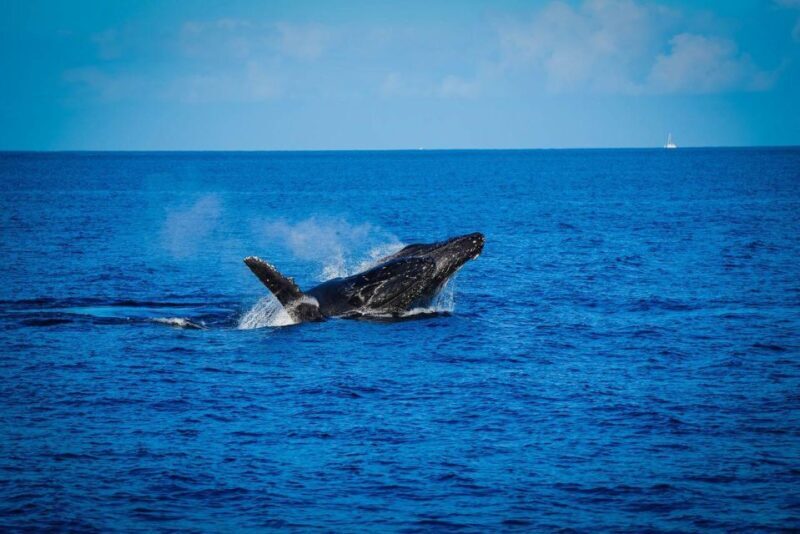 Maui: Luxury Catamaran Whale Watch & Sail - Key Points