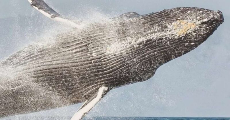 Maui: Midday Sail with the Whales Malaea Harbor - The Itinerary and Sightings