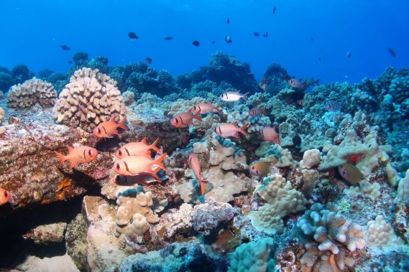 Maui: Molokini Snorkel and Performance Sail with Lunch - Practical Details and Tips