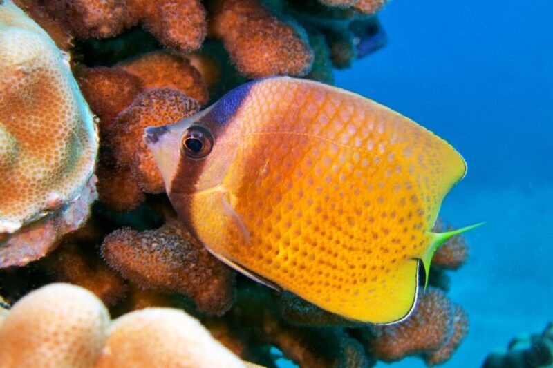 Maui: Molokini Snorkel and Performance Sail with Lunch - The Overall Value and Who Should Consider It