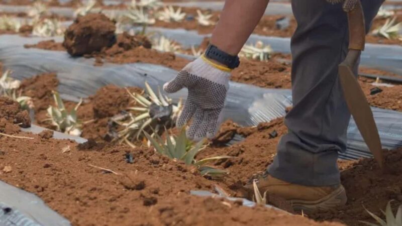 Maui: Pineapple Planting Experience - Key Points