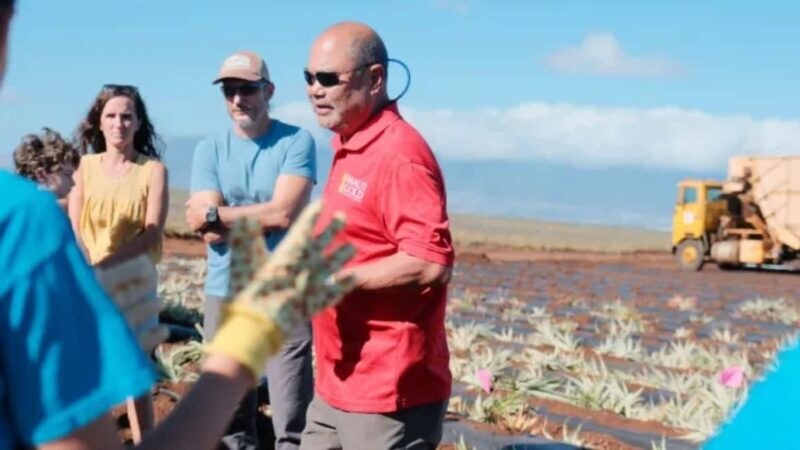 Maui: Pineapple Planting Experience - The Planting Experience