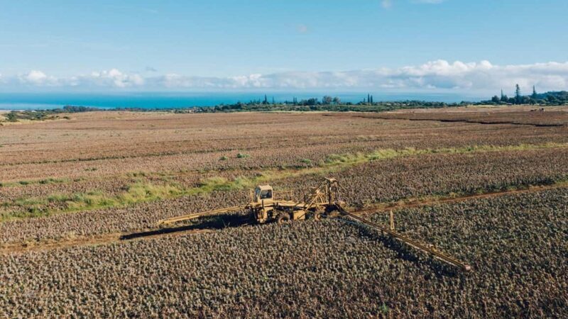 Maui: Pineapple Planting Experience - Visiting the Processing Center