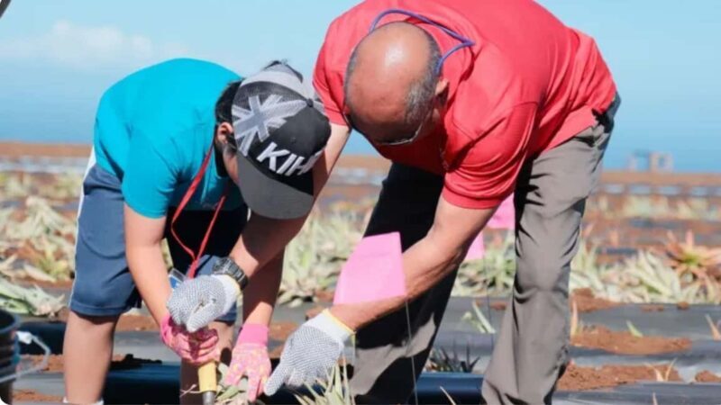 Maui: Pineapple Planting Experience - Takeaway and Keepsakes