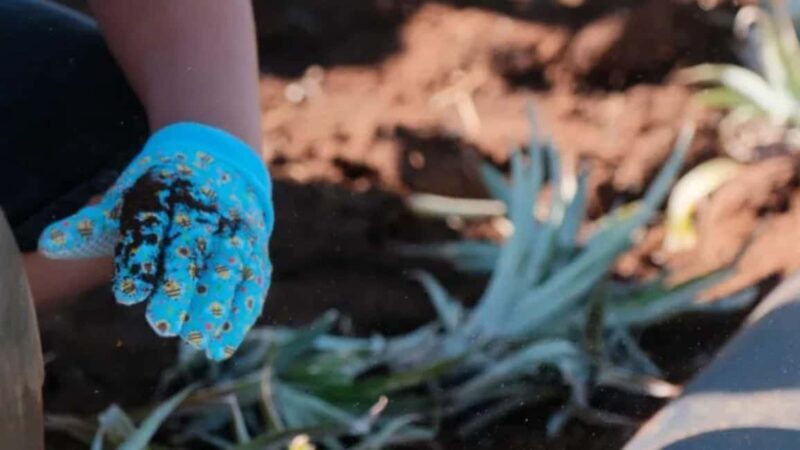 Maui: Pineapple Planting Experience - Practical Details and What to Expect