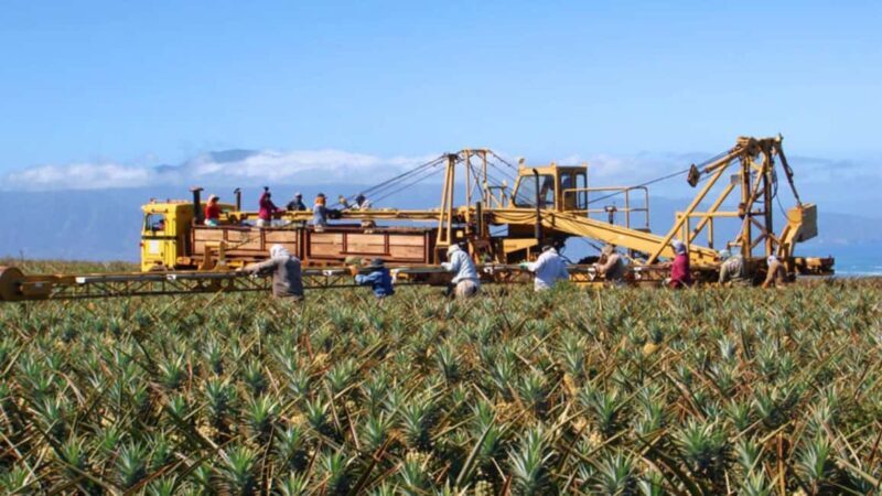 Maui: Pineapple Planting Experience - Authenticity and Quality