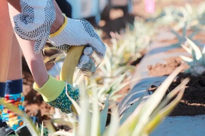 Maui Pineapple Planting Experience - The Practicalities: What You Should Know