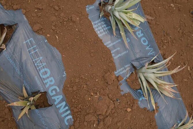 Maui Pineapple Planting Experience - Who Is This Tour Best Suited For?