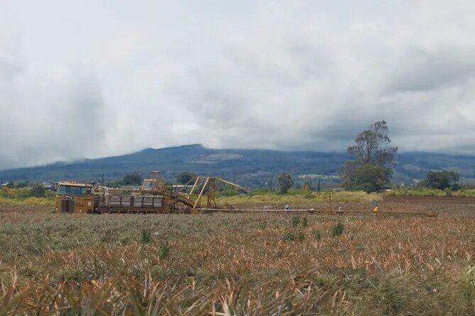 Maui Pineapple Planting Experience - FAQs