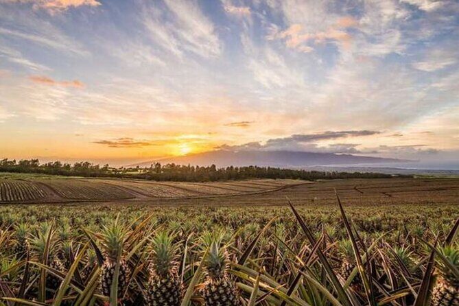Maui Pineapple Tour: Farm and Feast Experience - A Deep Dive into the Maui Pineapple Tour Experience