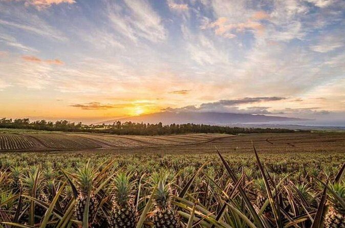 Maui Pineapple Tour: Farm and Feast Experience - Final Thoughts