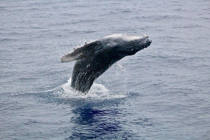 Maui Premium Sunset Dinner Cruise & Whale Watch - Setting Off from Lahaina: Smooth Starts and Practical Logistics