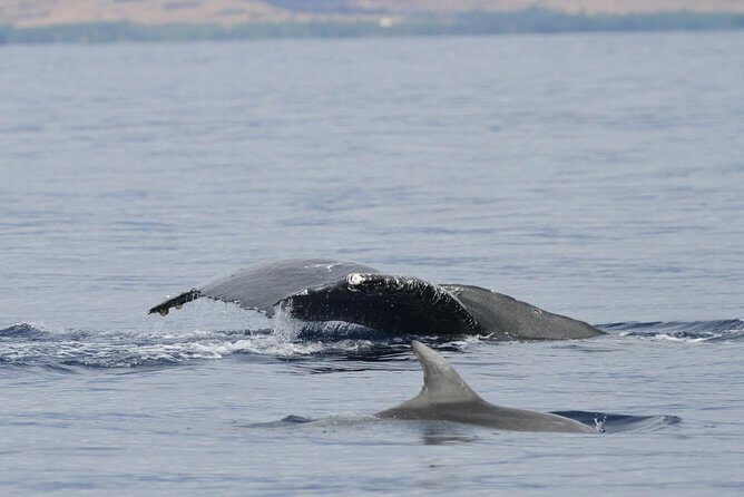 Maui Premium Sunset Dinner Cruise & Whale Watch - FAQ