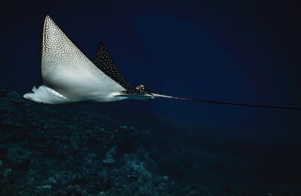 Maui: Small Group 2-Tank Lanai Cathedrals SCUBA Dive by Boat - Included in the Package