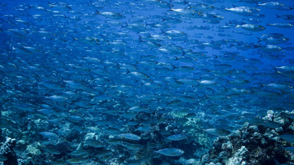 Maui: Small Group Shark & Turtle Scuba Dive From Shore - Highlights