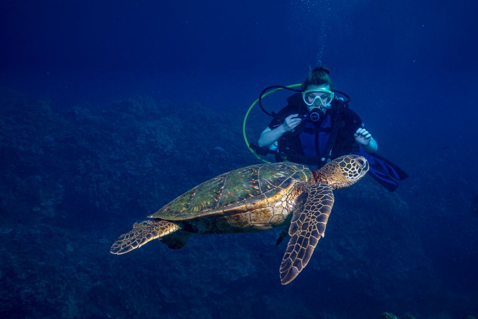 Maui: Small Group Shark & Turtle Scuba Dive From Shore - Recap