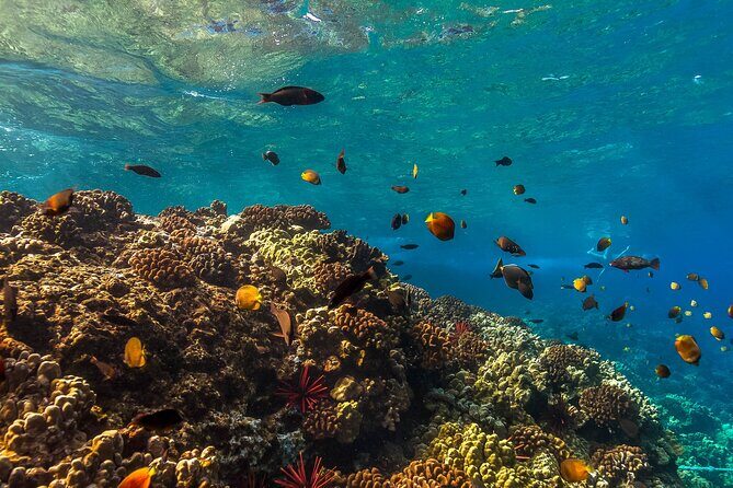 Maui Snorkel and Sunset Sail - What We Appreciate & What to Consider