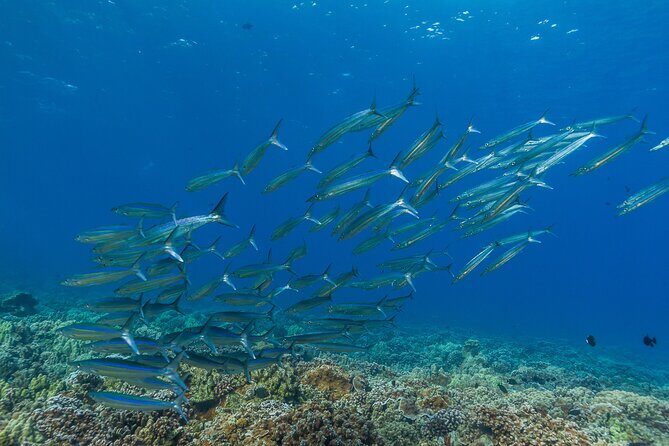 Maui Snorkel and Sunset Sail - Who Will Love This Tour?