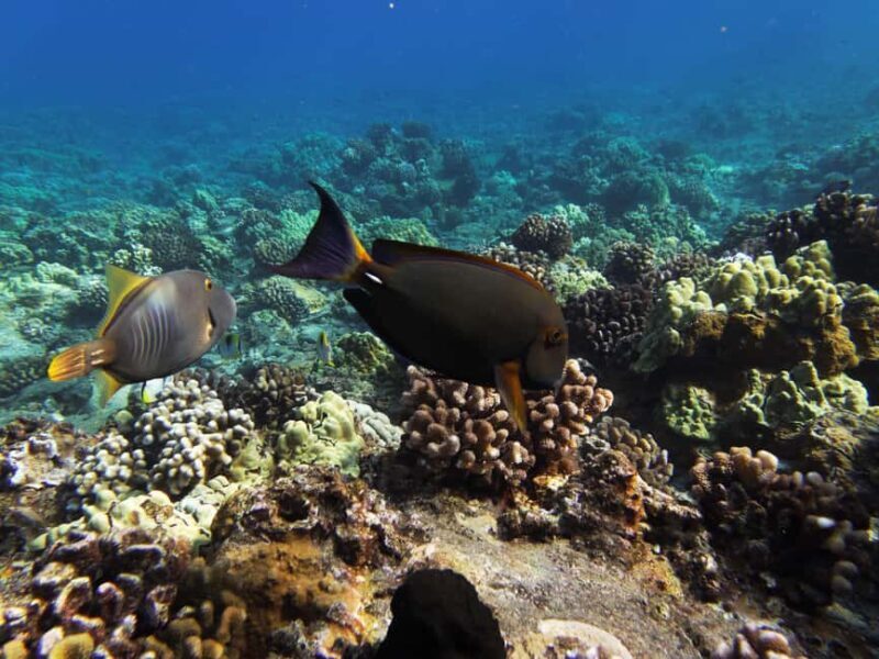 Maui: Snorkel and Sunset Sail with Water Slide - Final Thoughts