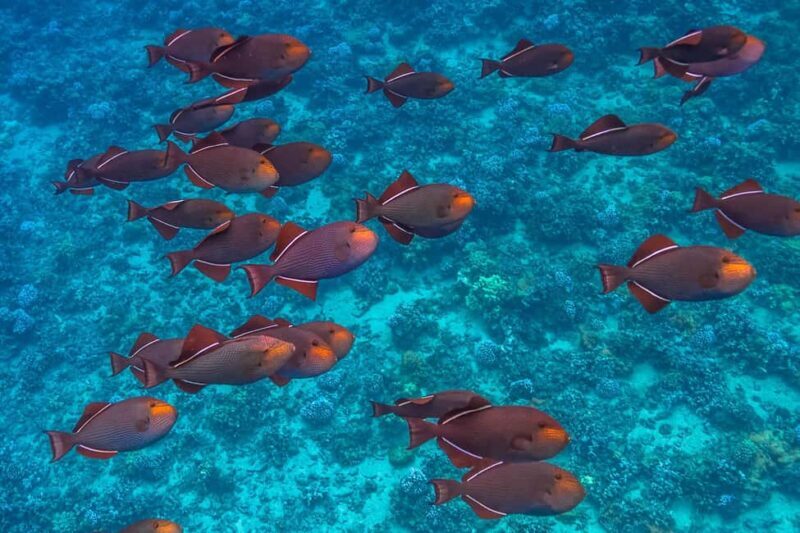 Maui: Snorkel and Sunset Sail with Water Slide - FAQs