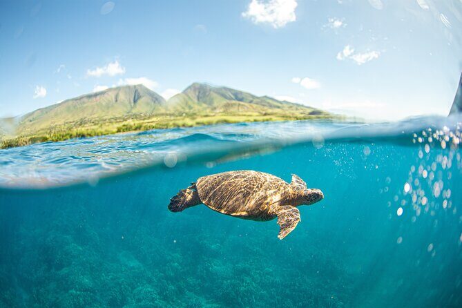 Maui Snorkel Sail Adventure with Lunch and Whale Watching - Who Should Consider This Tour?