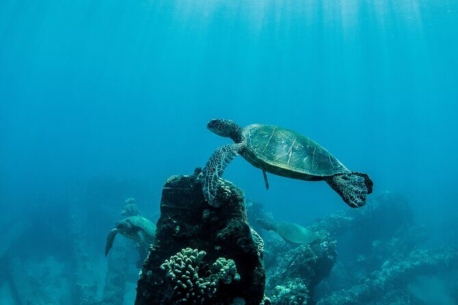 Maui Snorkeling Boat Tour to Turtle Town Aboard Quicksilver - Who Should Consider This Tour?