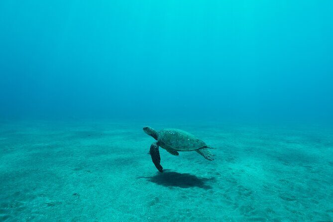 Maui Snorkeling Boat Tour to Turtle Town Aboard Quicksilver - FAQ