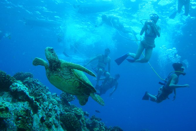 Maui Snorkeling Molokini Crater and Turtle Town - Frequently Asked Questions