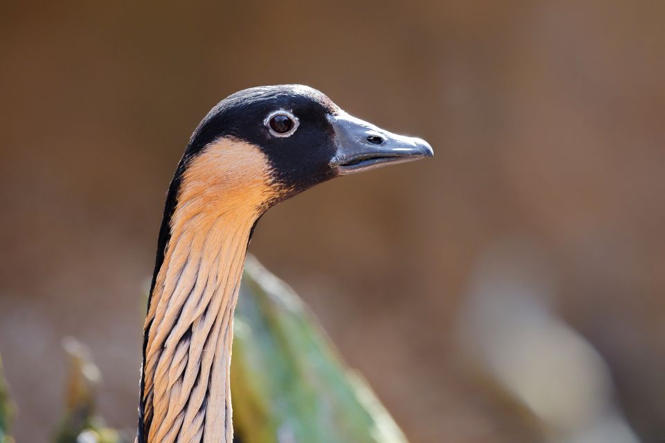 Maui: Sunrise & Breakfast Tour to Haleakala National Park - Considerations for Participants