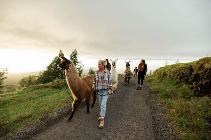 Maui: Sunset Llama Trek on Haleakala - Maui: Sunset Llama Trek on Haleakala — A Guide to This Unique Experience