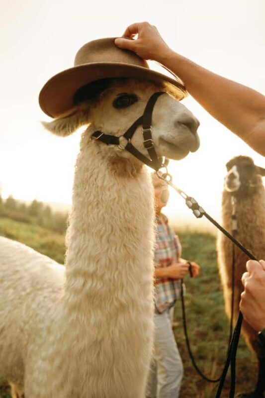 Maui: Sunset Llama Trek on Haleakala - FAQ