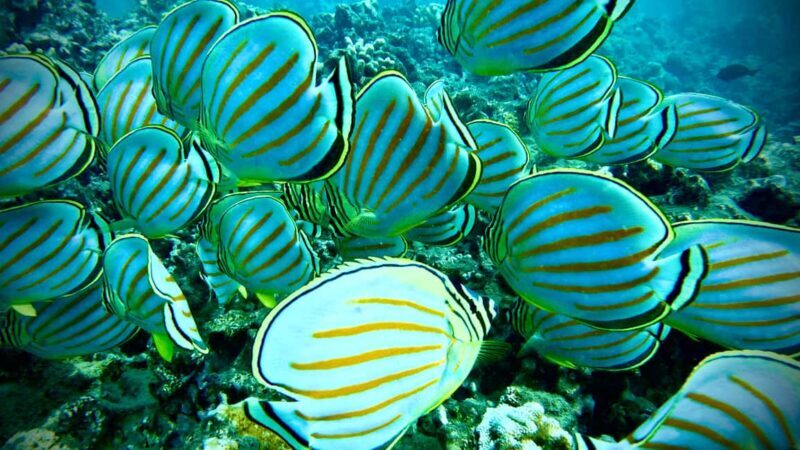 Maui: Turtle Town Snorkeling Tour with a Marine Biologist - A Closer Look at the Experience