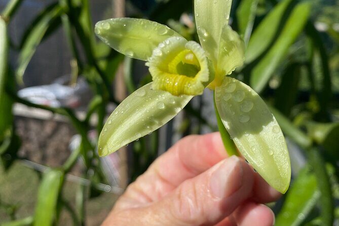 Maui Vanilla Farm Private Tour - Discover the Sweet Side of Maui: The Maui Vanilla Farm Private Tour