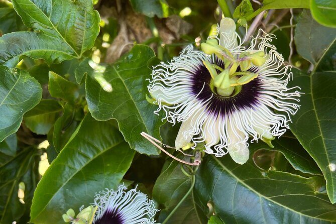 Maui Vanilla Farm Tour Discover Organic Farming and Tasting - Exploring the Maui Vanilla Farm Tour