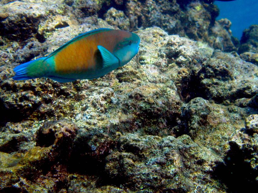 Maui: West Side Discovery Kayak & Snorkel From UKUMEHAME - Kayaking and Snorkeling