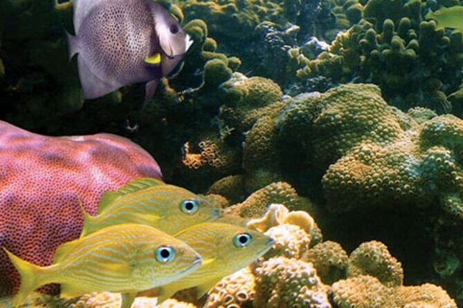 Mauna Kea 2hr One Stop Sealife Snorkel Adventure - FAQ