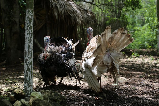 Mayan Backroads Private Bike Tour From Tulum - Tour Requirements and Recommendations