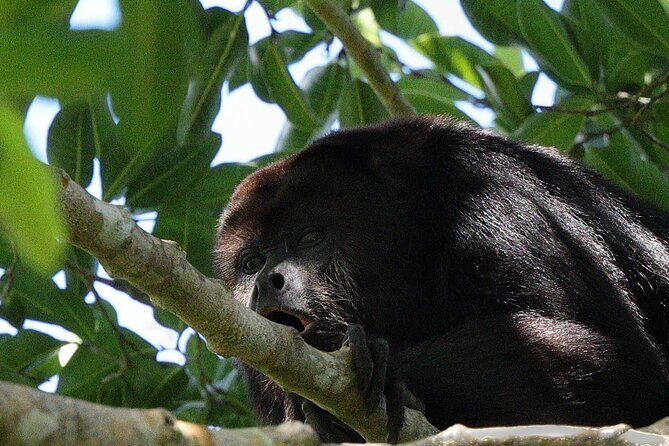 Mayan Jungle Adventure (Private, Full Day) - An In-Depth Look at the Tour