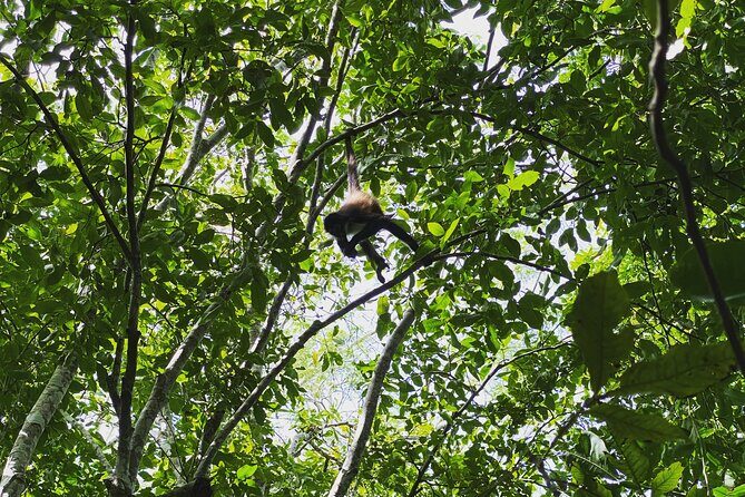 Mayan Jungle Adventure (Private, Full Day) - The Sum Up