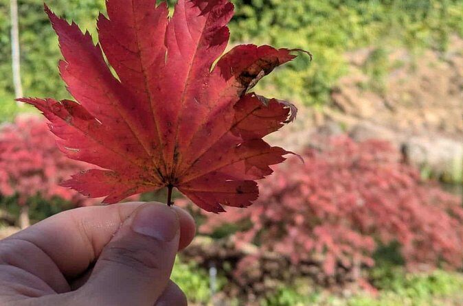 Mayfield Gardens Autumn Tour from Sydney with Echo Point Stop - Who Will Love This Tour?