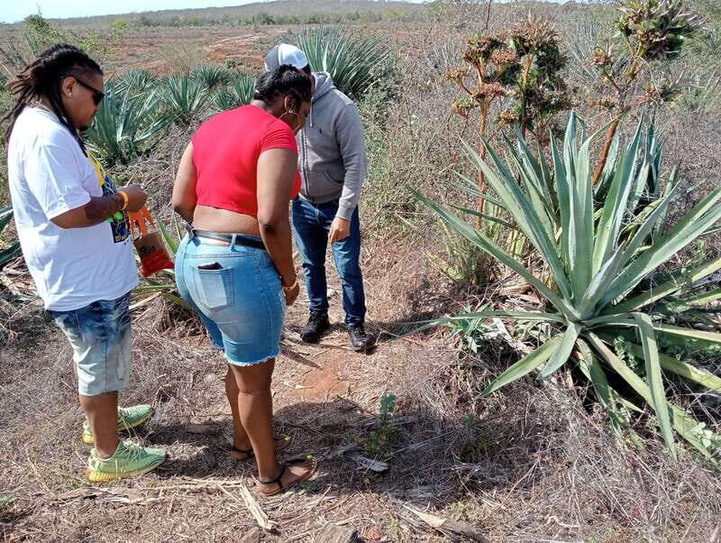 Mazatlan: Mezcal Factory Tour with Tasting and Lunch - Discovering Mezcal in Mazatlán: A Deep Dive into the Mr. Lionso Ranch Tour