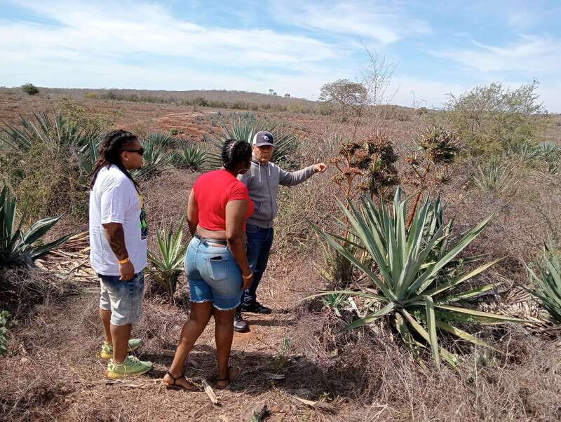 Mazatlan: Mezcal Factory Tour with Tasting and Lunch - The Review from Travelers: What People Are Saying