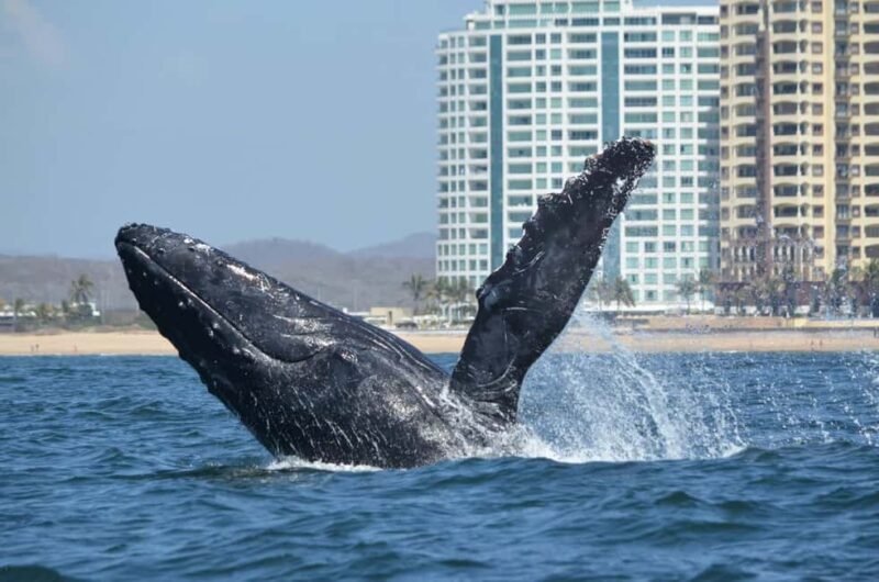 Mazatlán: Whale-Watching Boat Tour with Marine Experts - Key Points