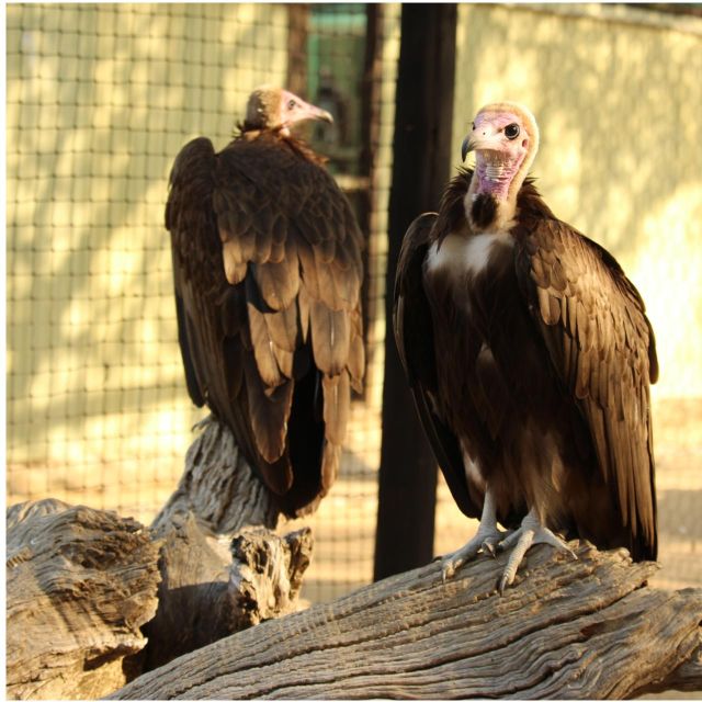 Mbombela: Blyde River Canyon & Moholoholo Wildlife Centre - Moholoholo Wildlife Rehabilitation Centre