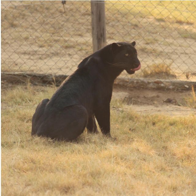 Mbombela: Blyde River Canyon & Moholoholo Wildlife Centre - Frequently Asked Questions