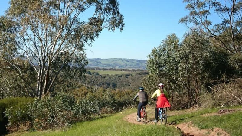 Mclaren Vale Hills Vines and Wines Bike Tour from Adelaide - The Experience for Different Travelers