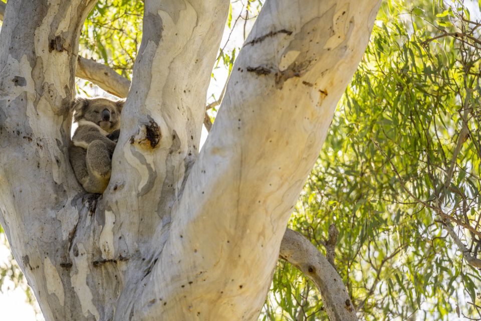 McLaren Vale: Private Gemtree Wines Biodynamic Winery Tour - Tour Pricing and Duration