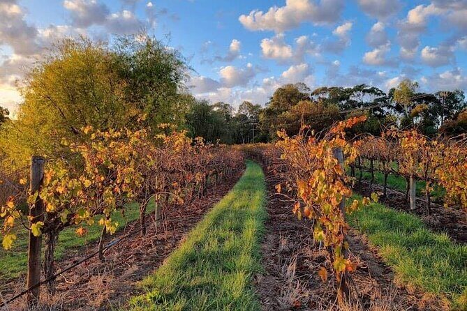 McLaren Vale South Hop-On Hop-Off Winery Tour - Who Should Consider This Tour?